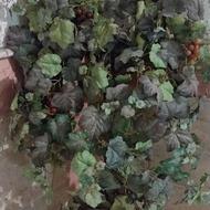 درخچه شاخه انگور سالم گلدون شکسته