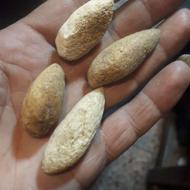 خرمهره استخونی ارسال داریم