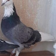 نروماده شازدهسبز
