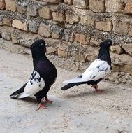 پرنده رنگی و تکپر و مسافتی