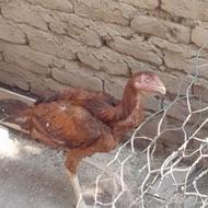خروس لاری اصل