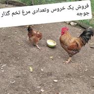 فروش تعدادی مرغ تخم گذار وجوجه