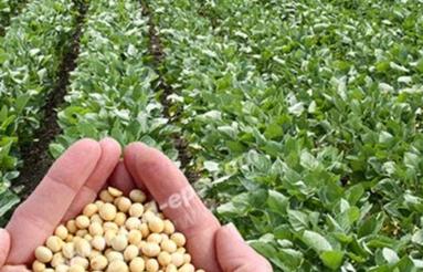 63 هزار متر زمین کشاورزی باچاه برقی ششدانگ
