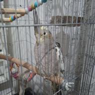 طوطی عروس 3 ماهه
