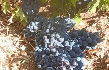 باغ انگور دیم بین روستای خراپه و زنگیاوه