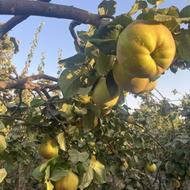 میوه به ارگانیک اصفهان