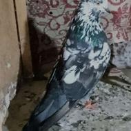 کفتر کبوتر پرشی نر