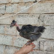 جوجه گردن لختی