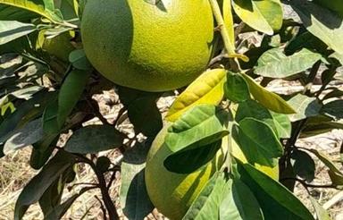فروش یک قطعه زمین برخیابان اصلی ازدارتپه
