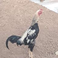 خروس لاری دانگ بالا ی سر افغان