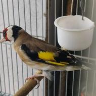 سهره نر دوساله سالم