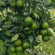 فروش نارنگی ژاپنی