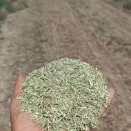 خارشتر ریز کوب