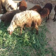 قوچ جوان یک سالش نشده