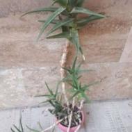 گاکتوس با گلدان