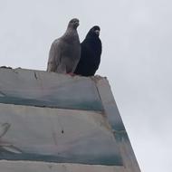 کبوتر بغدادی اصل
