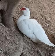 اردک خارجی ماده تخم گذار