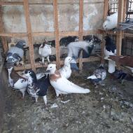 کفتررنگی شهرستانی