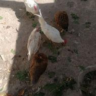 مرغ محلی و خروس