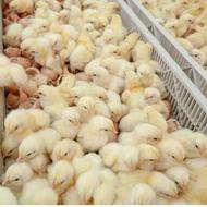 جوجه گوشتی راس واکسینه شده بهترین کیفیت تضمینی