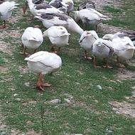 غاز محلی فروشی