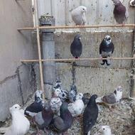 کفتر کبوتر