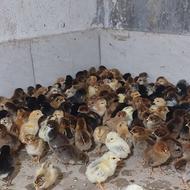 جوجه محلی یک روزه و 35روزه درجه یک