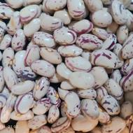 لوبیا تازه