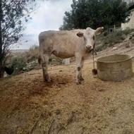 گوساله سیمینتال