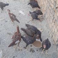 فروش جوجه لاری.. خروس لاری
