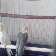 عروس طوسی گم شده