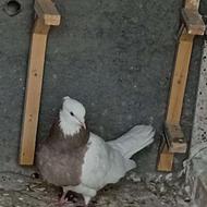 کبوتر طوقی ماده اماده تخم
