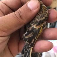 جوجه گلبسر فیروزکوه