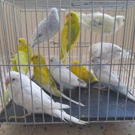 مرغ عشق زیبا