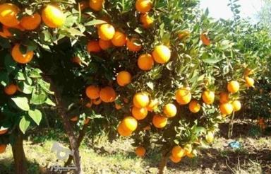 باغ پر محصول مرکبات