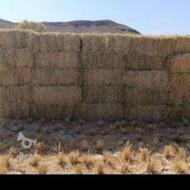 بلیم یا کاه برنج