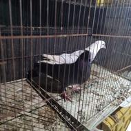 دوعدد کبوتر پرشی ساعتی