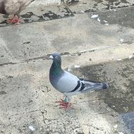 چند عدد کبوتر مسافتی و رنگی