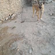 سگ سرابی نگهبان واگذار