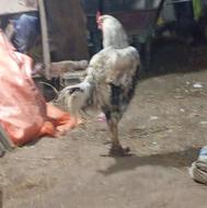 خروس لاری اصل