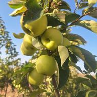 باغ سیب برای اجاره