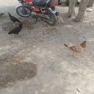 7 تها کواچ هستن دونه 1500