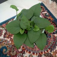 گل ناز پتوس برگ بیدی ارغوانی
