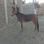 4راس قاطر فروشی