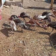 جوجه بوقلمون