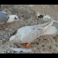 هفرنگ دم سفید ماده