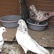کبوتر ،کفتر اثتثنایی