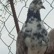کبوتر پرشی