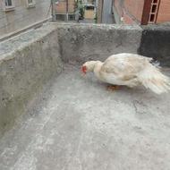 اردک اسرائیلی ماده 2 ساله