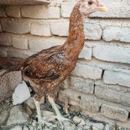 جوجه مرغ لاری